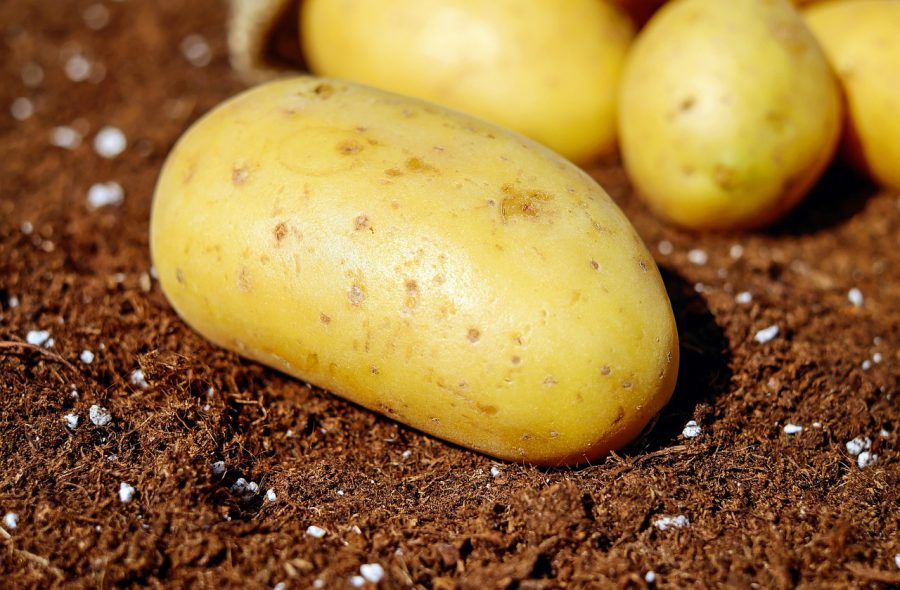 Jak zrobić kotlety ziemniaczane – prosta i smaczna receptura